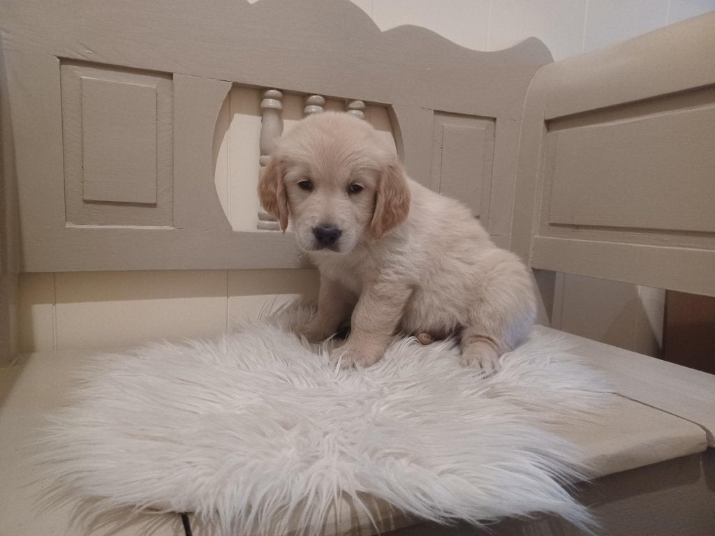 Golden Retriever pups met stamboom, 8 tot 15 weken, Meerdere, Meerdere dieren, Parvo