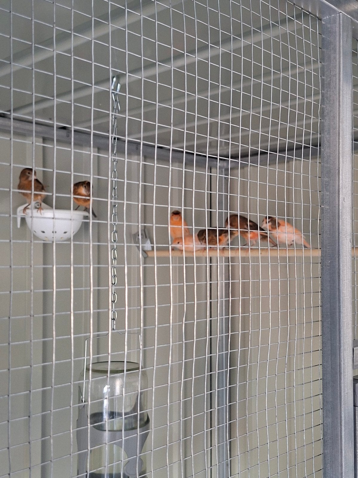 Jonge Harlekijn Kanaries, Dieren en Toebehoren, Vogels | Kanaries, Geslacht onbekend, Kleurkanarie
