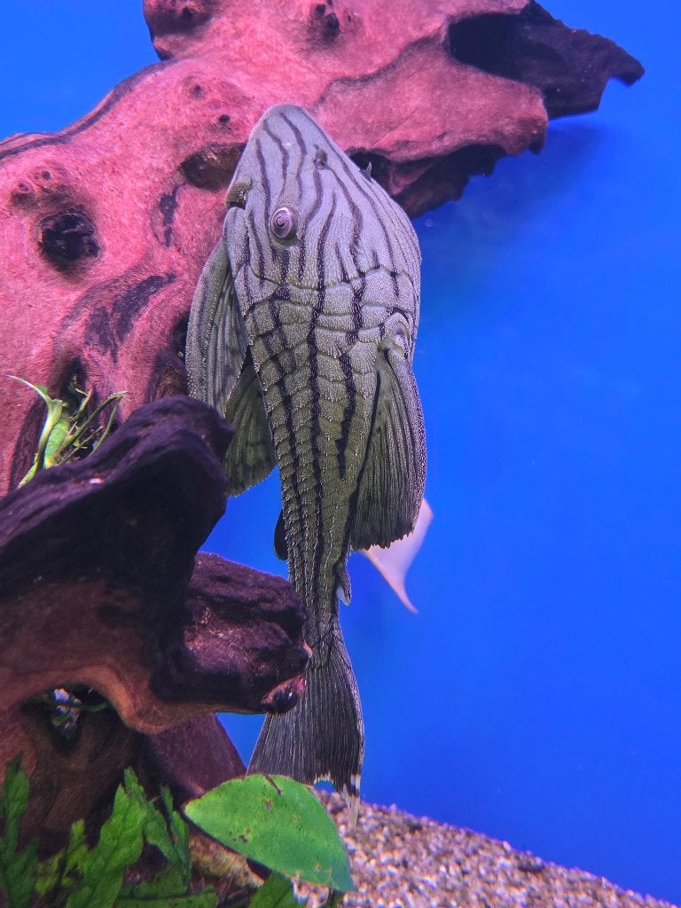 Panaque nigrolineatus - L191, Vis, Zoetwatervis