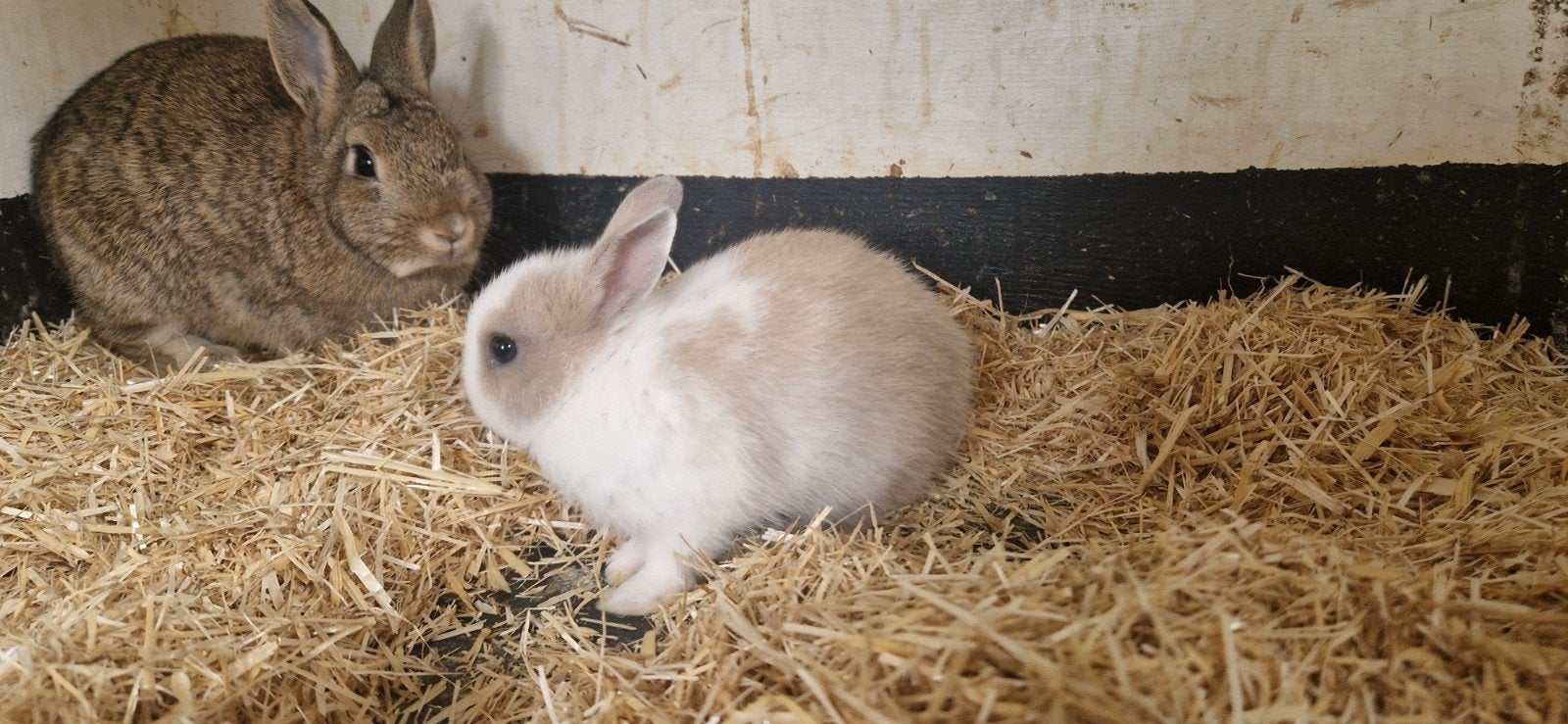 Dwergkonijn, Dieren en Toebehoren, Meerdere dieren