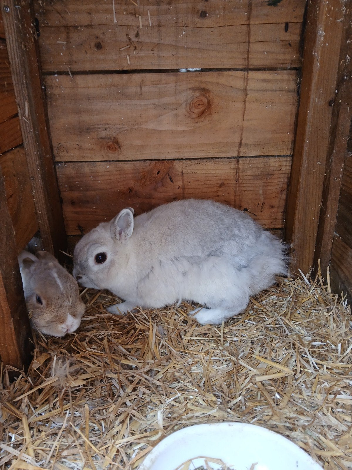 Konijnen, Dieren en Toebehoren, Januari, Meerdere dieren, Overige typen, Tam