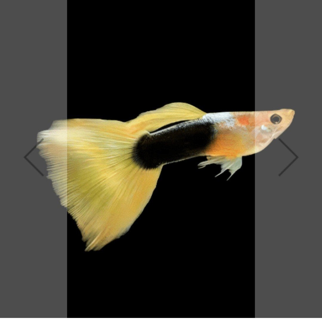 Raszuivere yellow tail tuxedo guppen, Vis, Zoetwatervis, Schoolvis
