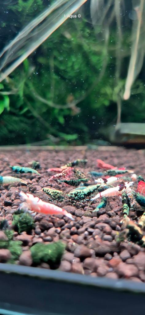Foto 7 van Skittles caridina garnalen bezorging mix 10+5 gratis!
