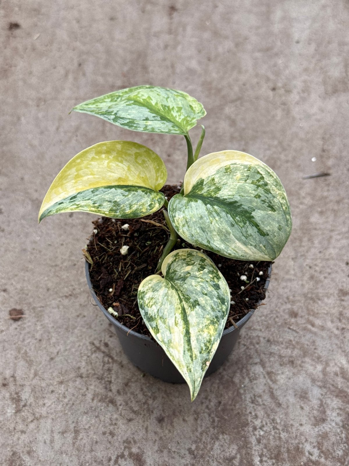 Scindapsus Geulis Variegata, Huis en Inrichting, Kamerplanten, Ophalen of Verzenden, Halfschaduw, Minder dan 100 cm