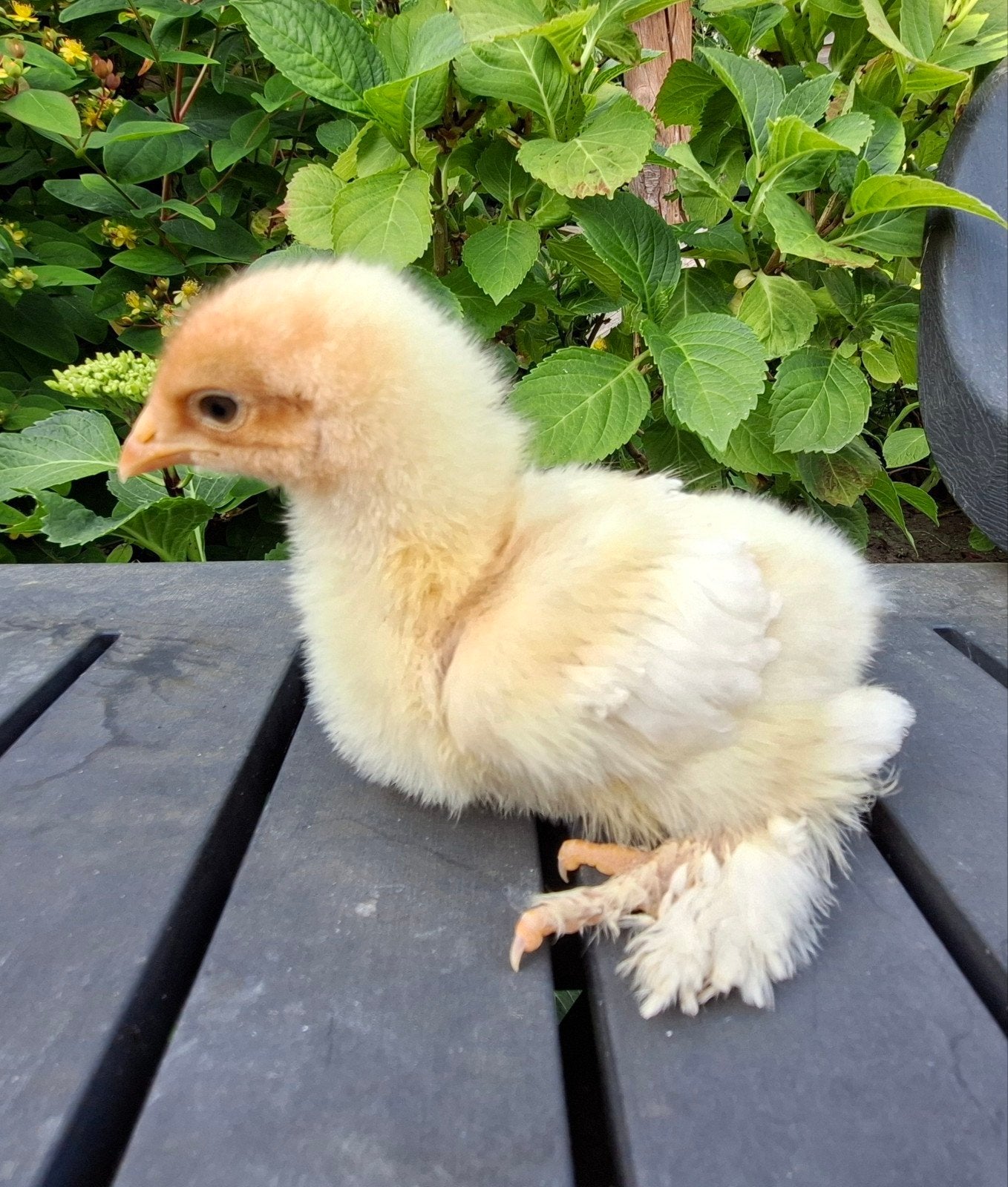 Brahma groot soort, gesexst hennen kuikens., Vrouwelijk, Kip