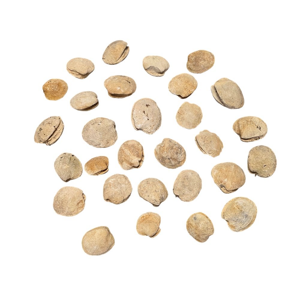 29 Steenkernen van prehistorische schelpen, Ophalen of Verzenden, Schelp(en)