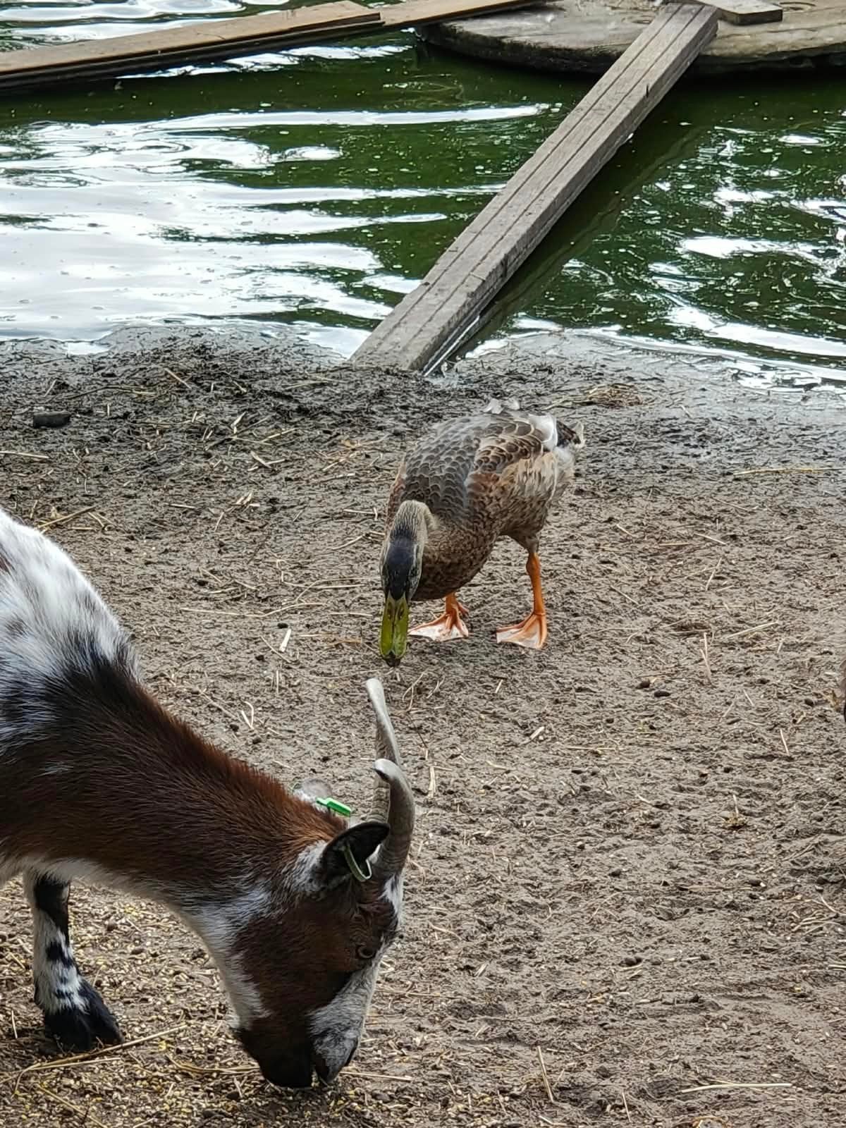 Indische loopeenden mannetjes, Meerdere dieren, Eend