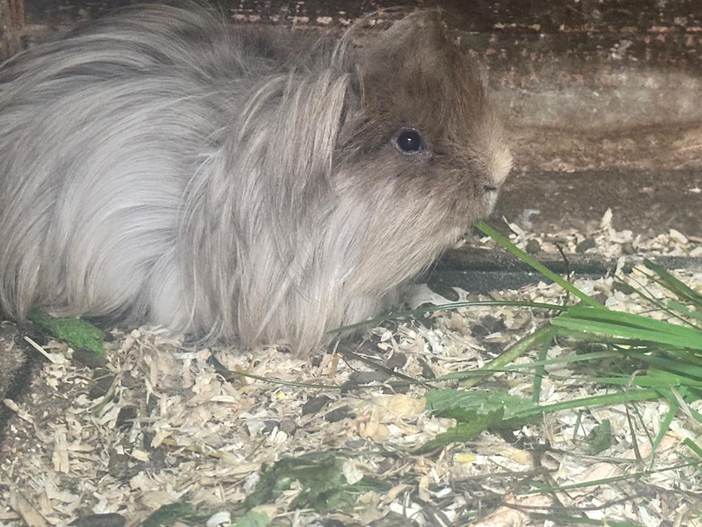Oudere rood-bruinl angharige cavia beertje zoekt fijn thuis, Dieren en Toebehoren, Knaagdieren, November, Mannelijk, Cavia