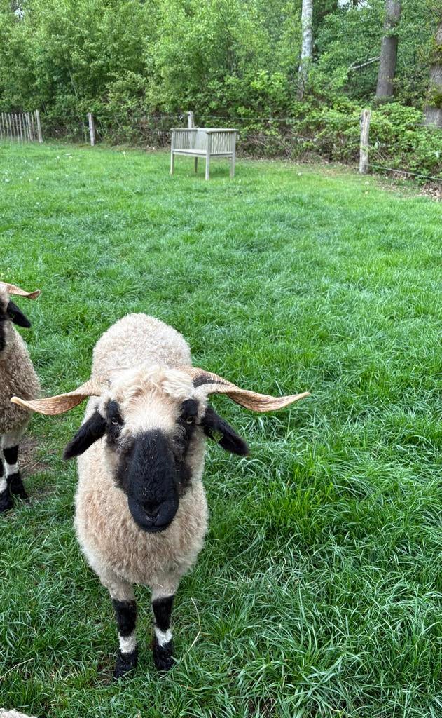 2 Walliser Schwarznase ooien, Dieren en Toebehoren, Vrouwelijk, Schaap
