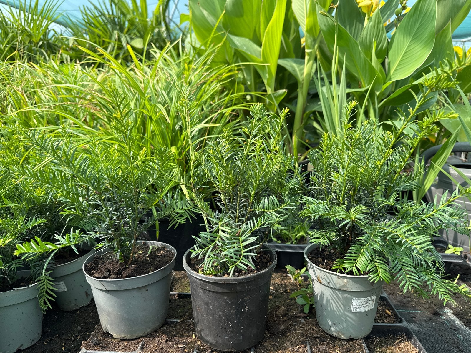 Taxus Baccata 20/30 cm hoog in 15 cm pot, Vaste plant, Bloeit niet, Halfschaduw, Ophalen