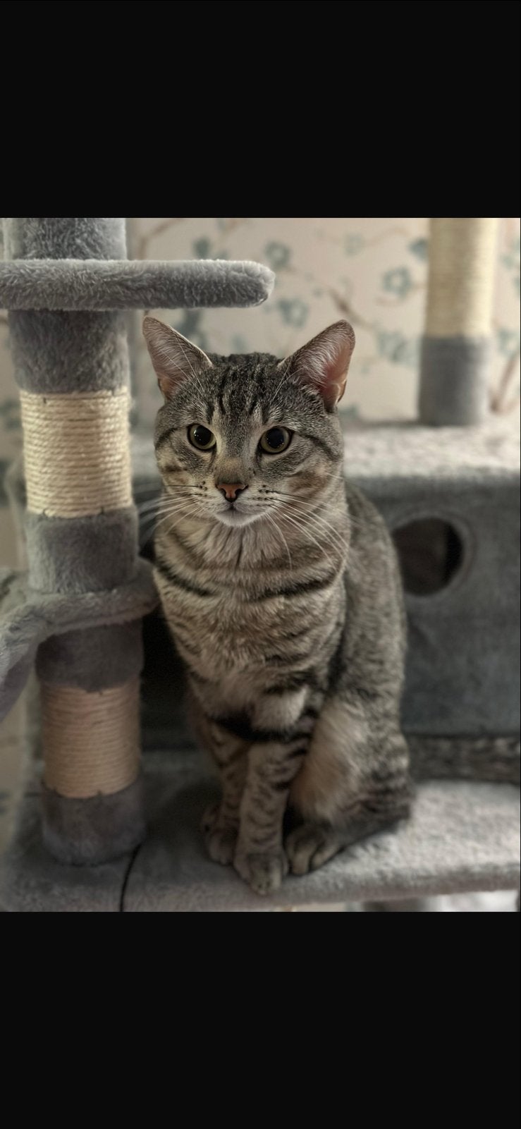 Kat/katten/kater/poes/wit, Poes