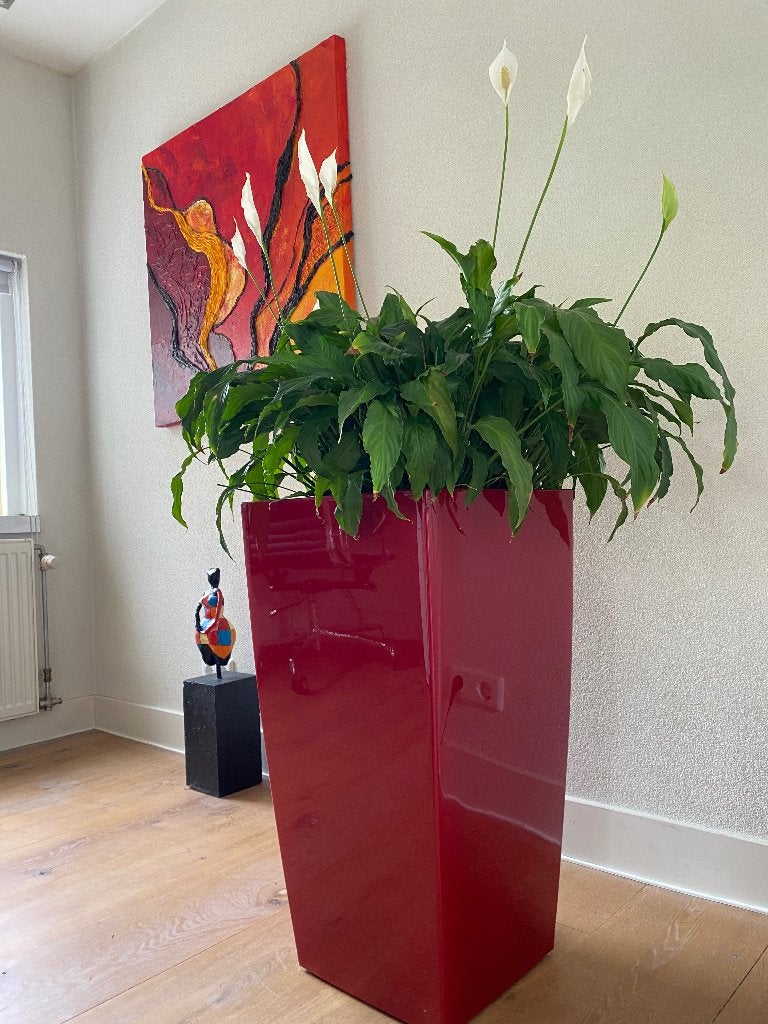 Lechuza plantenbak met slim bewateringssysteem + lepelplant, Ophalen, Overige soorten, Halfschaduw, In pot