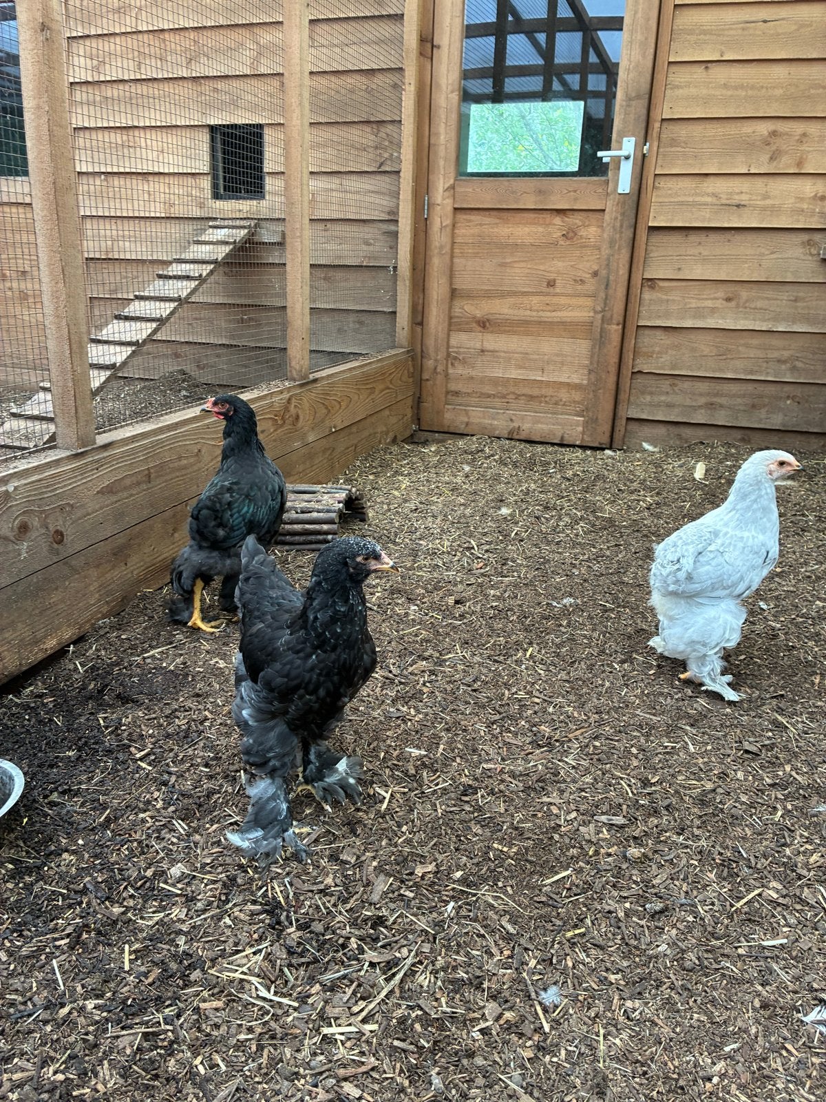 Koppel Jonge Brahma’s, Meerdere dieren, Kip