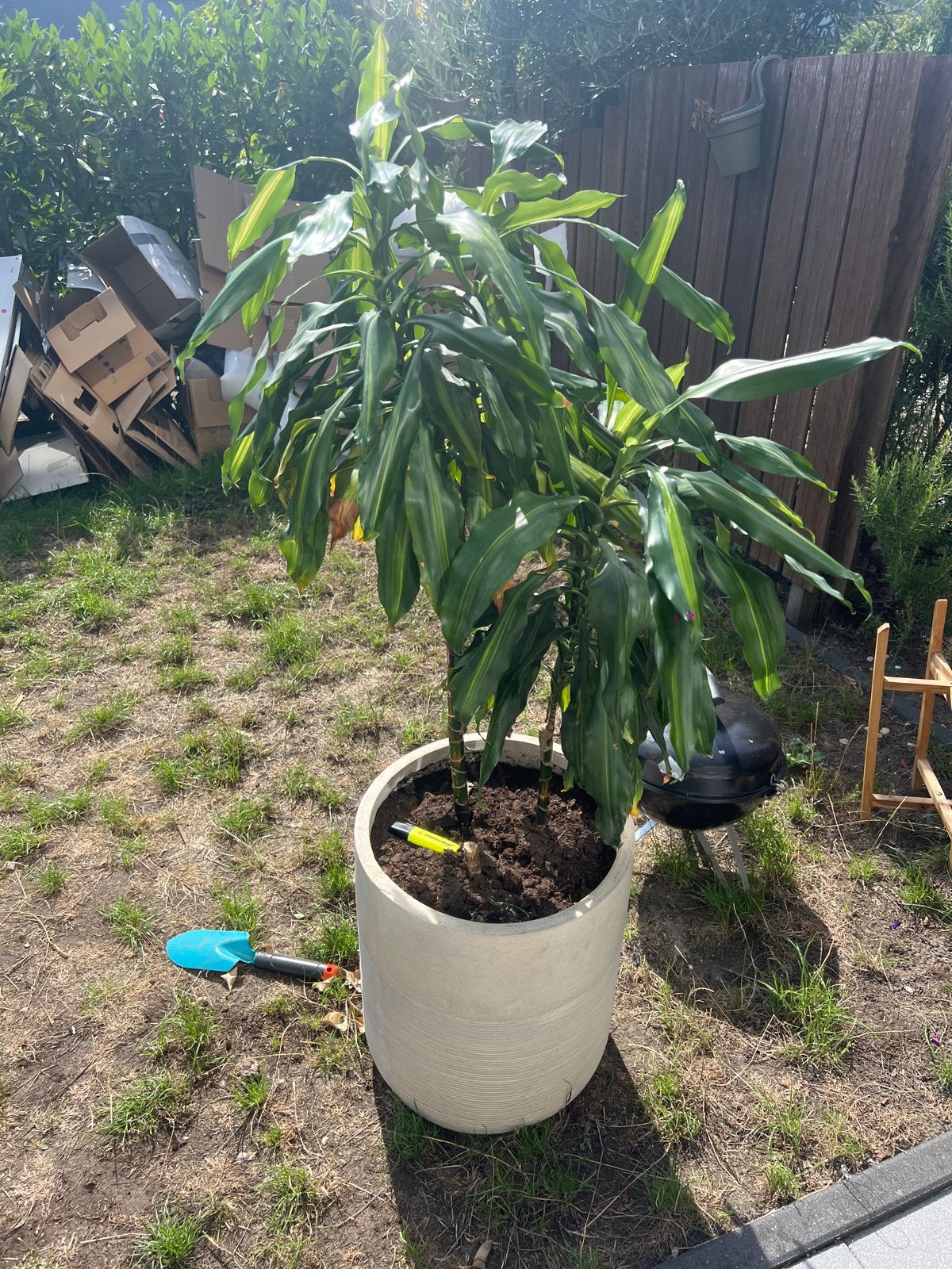 Grote Dracaena plant - Pot niet inbegrepen, 100 tot 150 cm, Overige soorten, Groene kamerplant, Halfschaduw