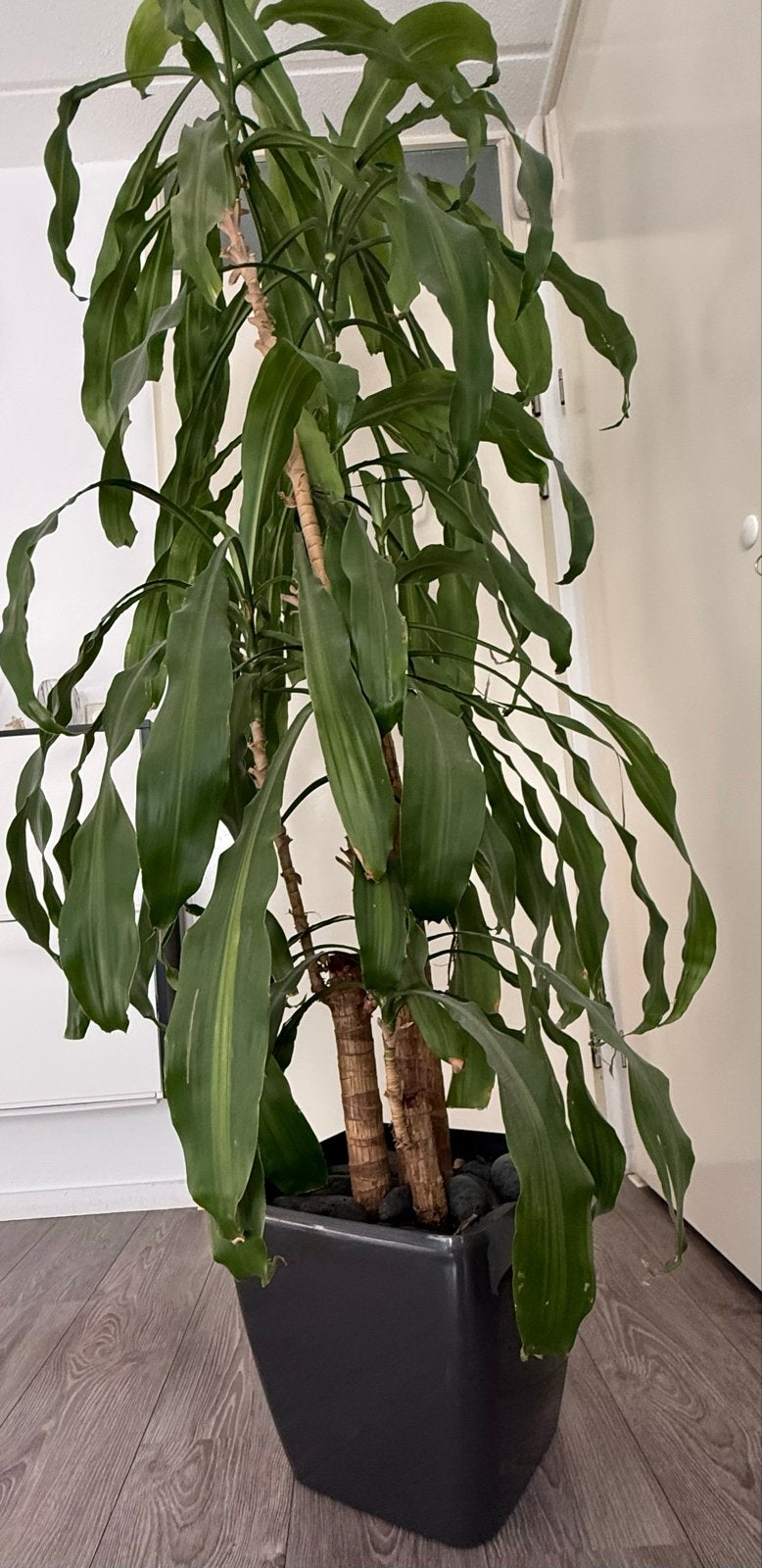 Grote kamerplant - 210cm hoog, Ophalen, 200 cm of meer, Overige soorten, Halfschaduw