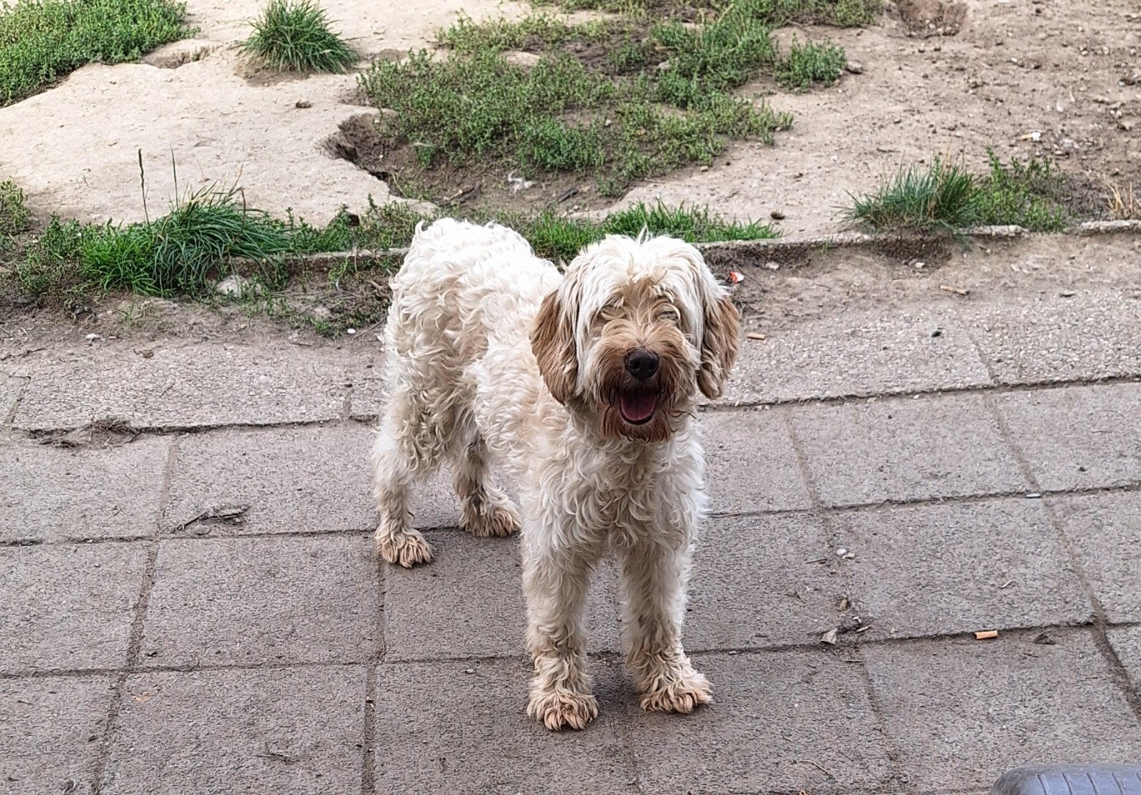 Ter adoptie Daisy, Dieren en Toebehoren, Honden | Retrievers, Spaniëls en Waterhonden, Parvo, Overige rassen, Teef, Eén hond