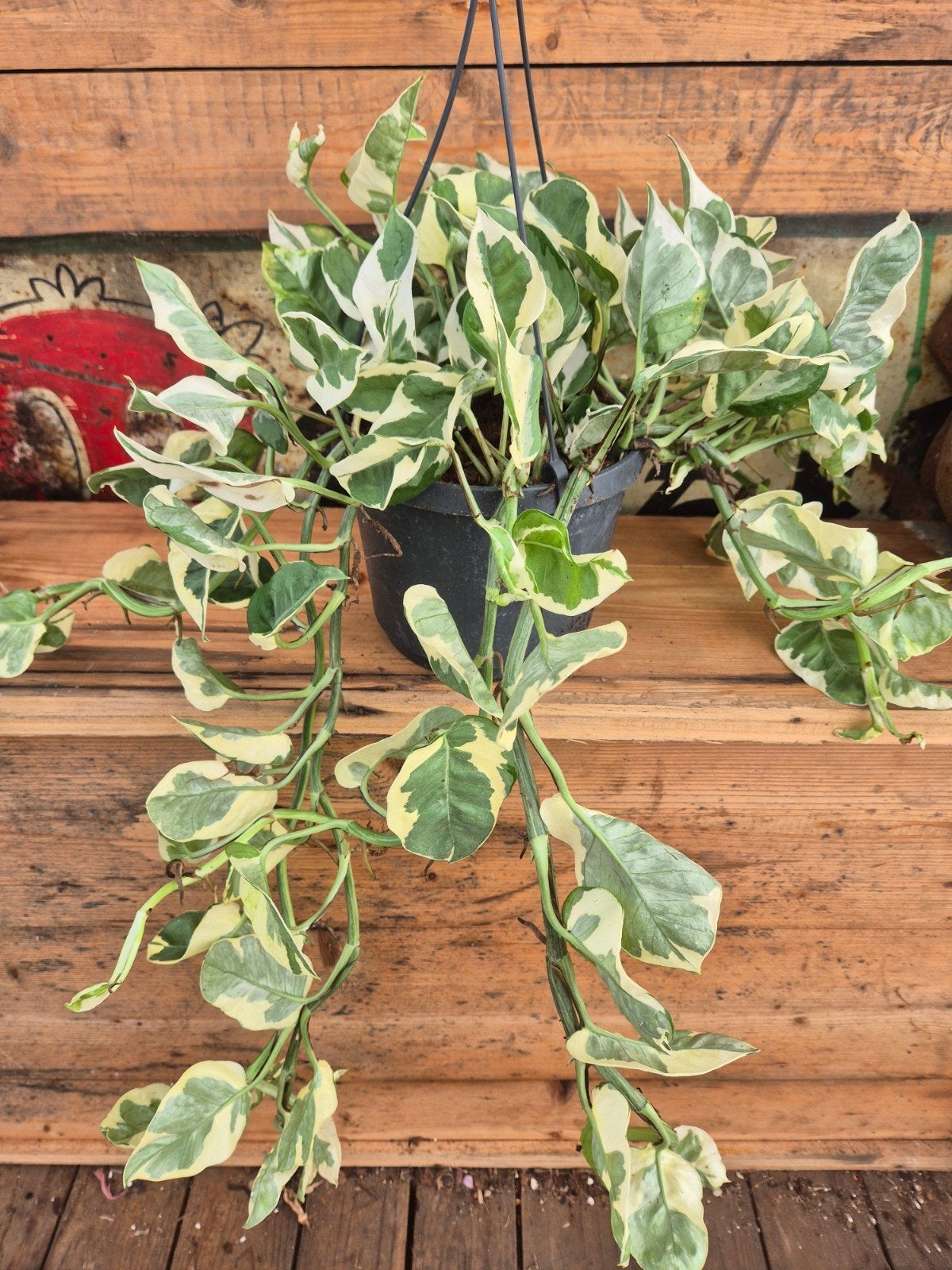 Epipremnum pinnatum Njoy XXL p17, Ophalen of Verzenden, Halfschaduw, Minder dan 100 cm