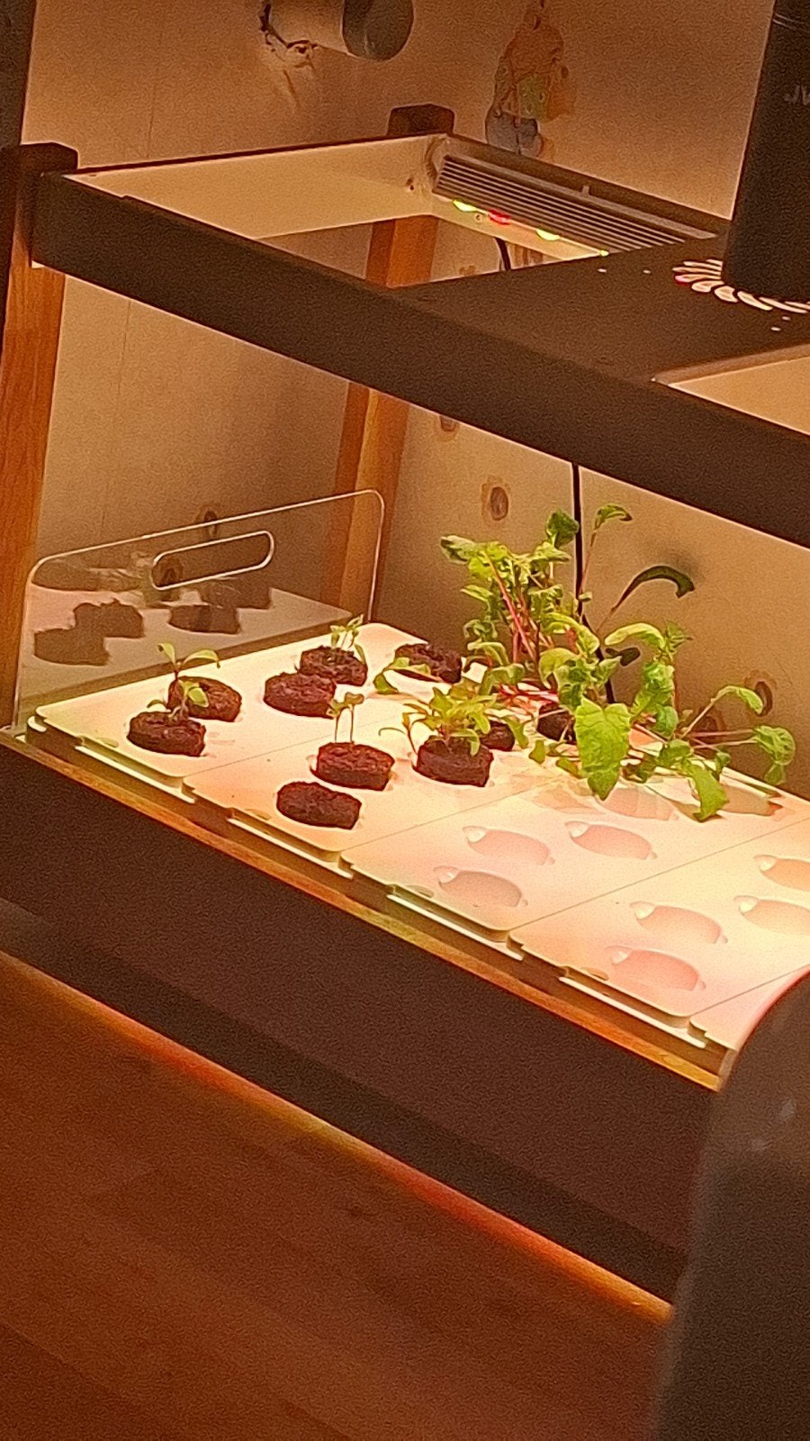 click&grow smartgarden grow 25, Volle zon, Groenteplanten, Eenjarig, Ophalen of Verzenden
