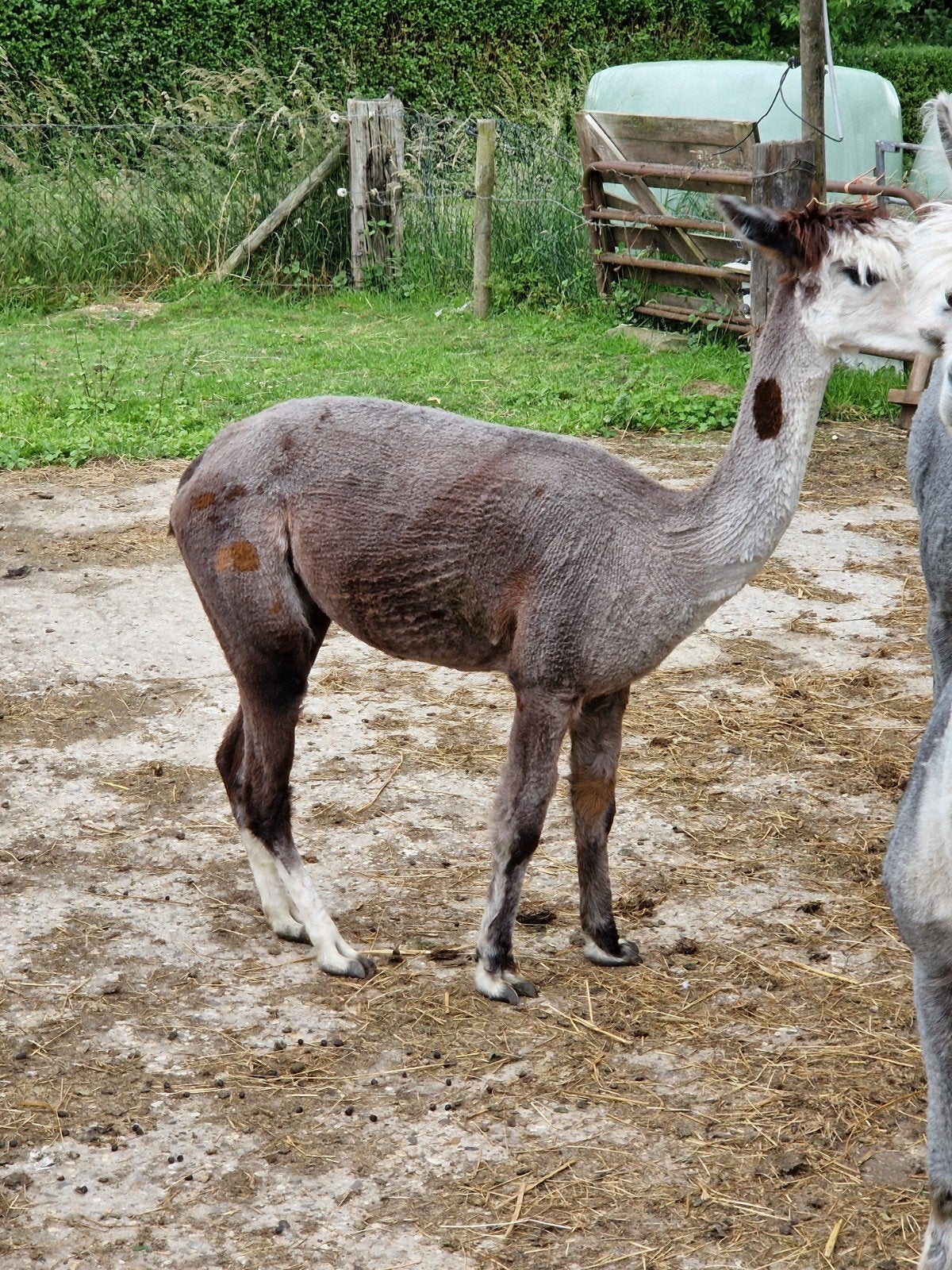 Alpaca merrie drachtig, Dieren en Toebehoren, Overige Dieren, Juni, Vrouwelijk