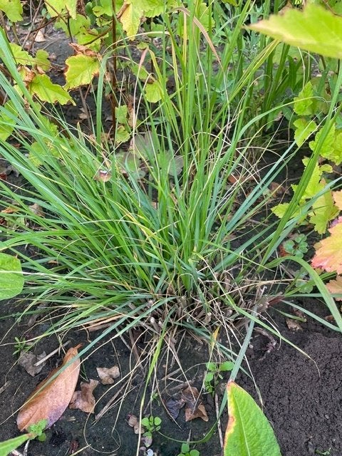 lampenpoetsersgras, Ophalen, Volle zon, Vaste plant, Siergrassen