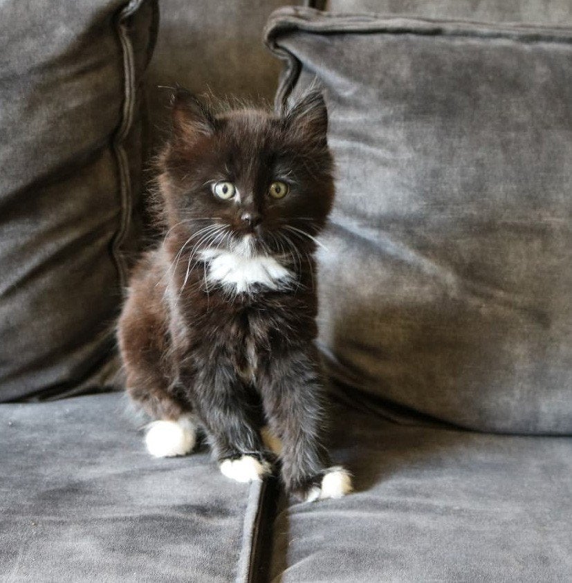 Prachtige Maine Coon x Noorse boskat - langharige Kittens, Meerdere dieren, Ontwormd, 0 tot 2 jaar