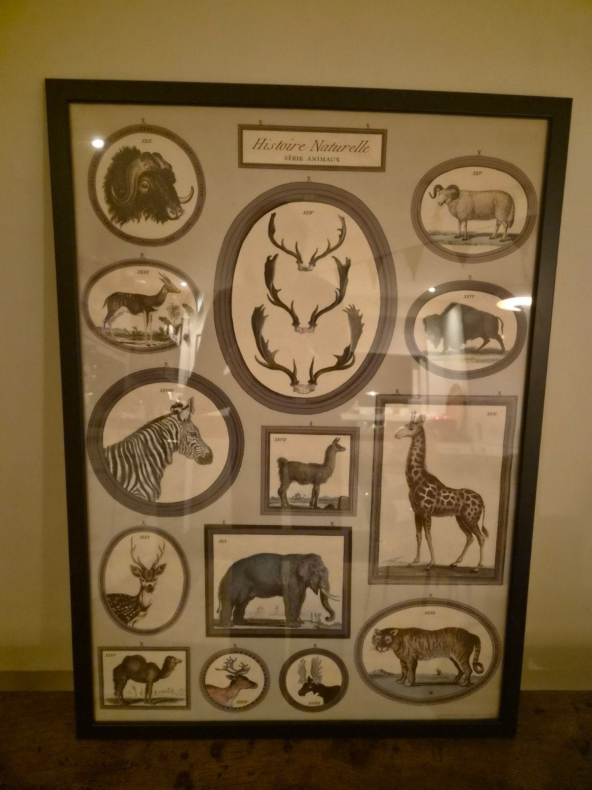 Ingelijste 'Histoire Naturelle' dierenposter, Ophalen, Natuur en Biologie