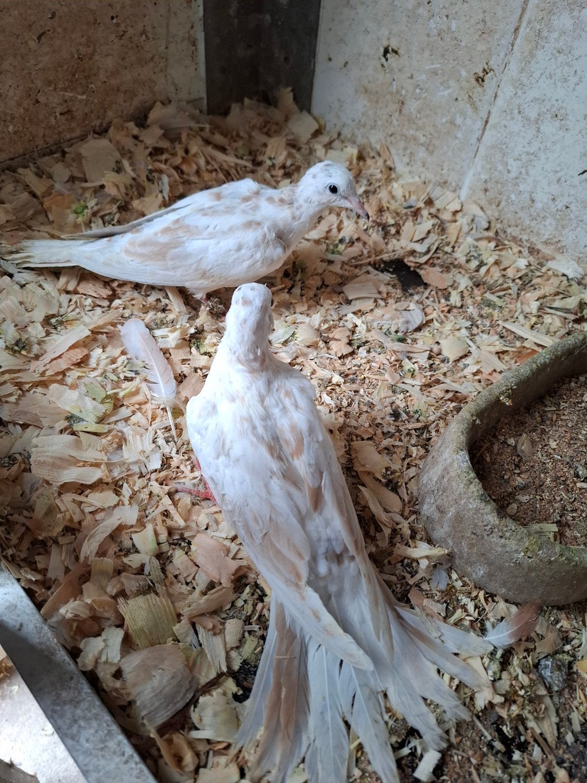 Koppel roodbonte tortelduiven, Dieren en Toebehoren