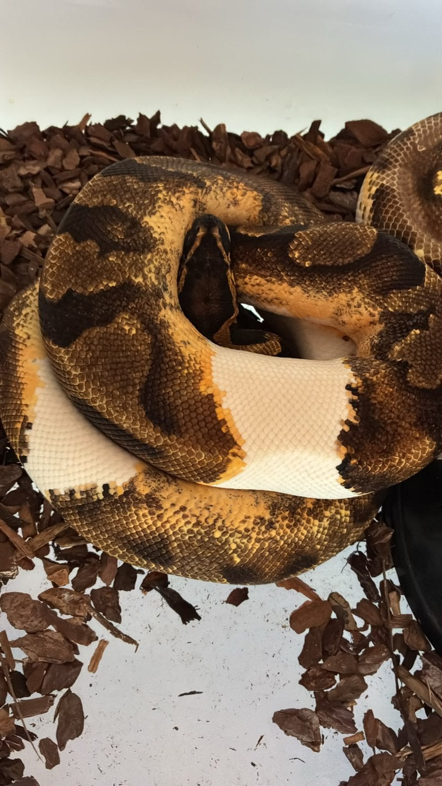 Ballpython (koningspython) Ball Python - unknown for sale from manouk van Oeveren