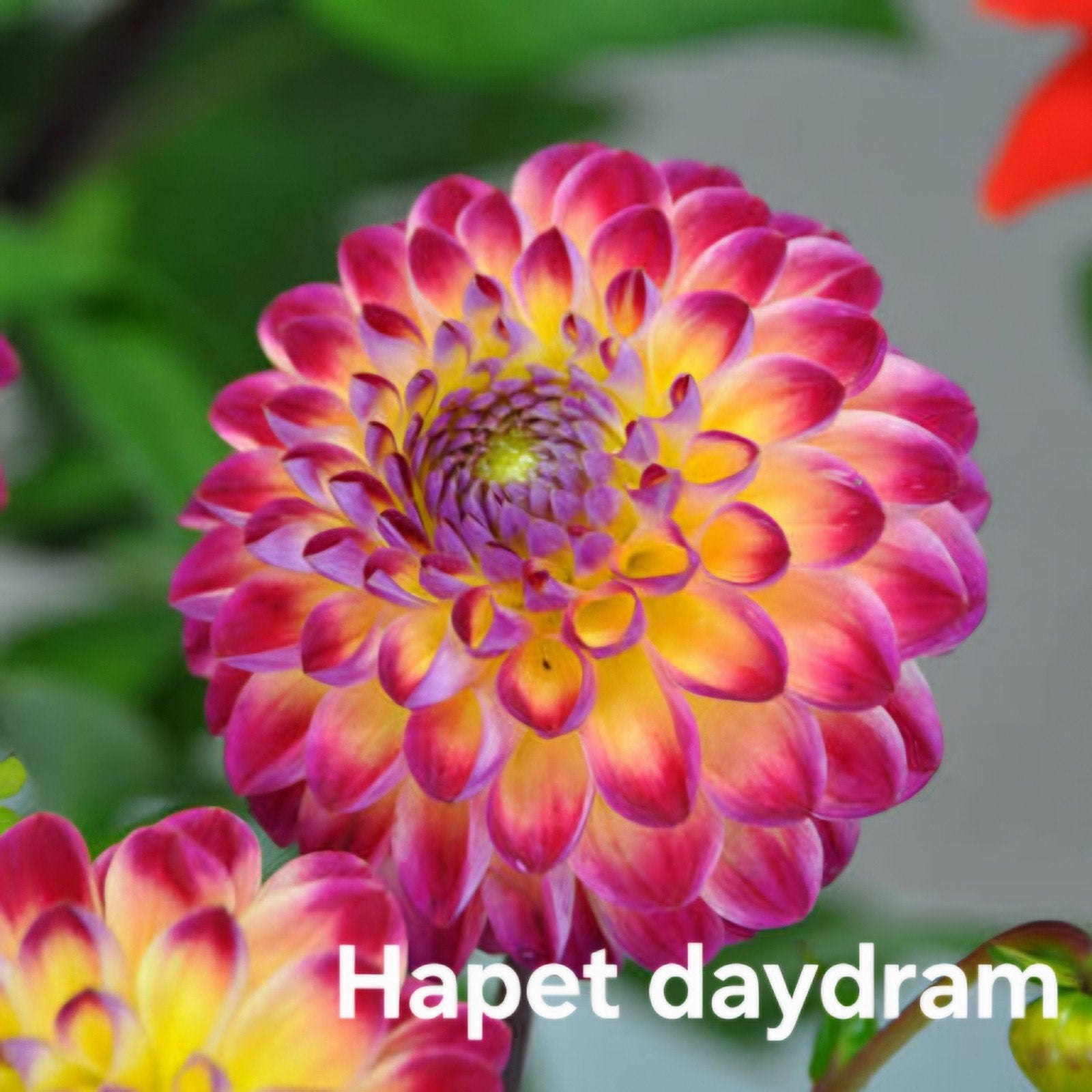 Dahlia Hapet daydream in pot, Ophalen, Volle zon, Knol