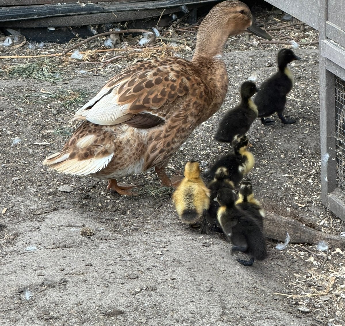 jonge eendjes, Meerdere dieren, Eend