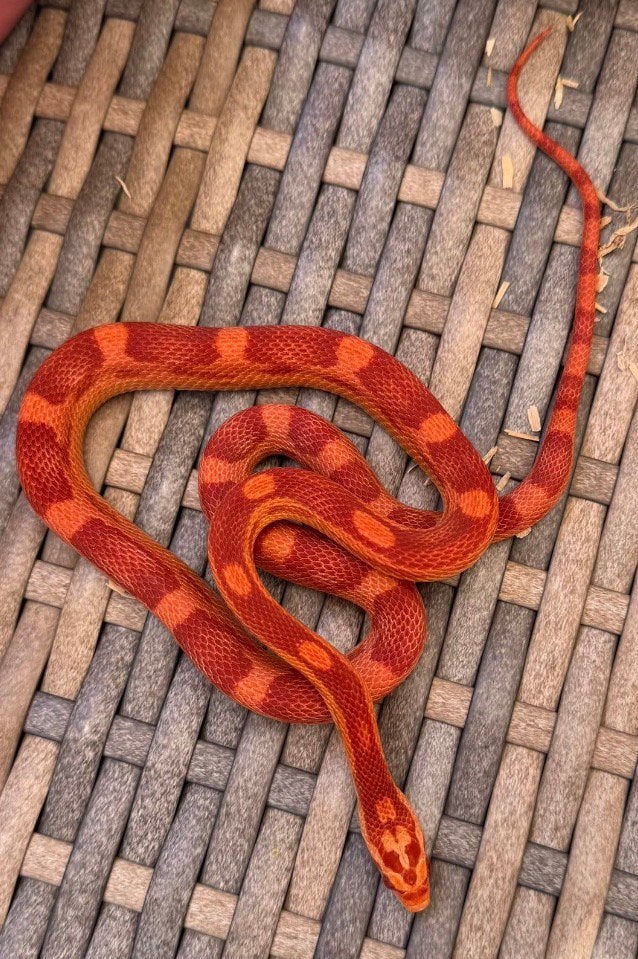 Korenslangen nakweek 2025 Corn Snake photo 2