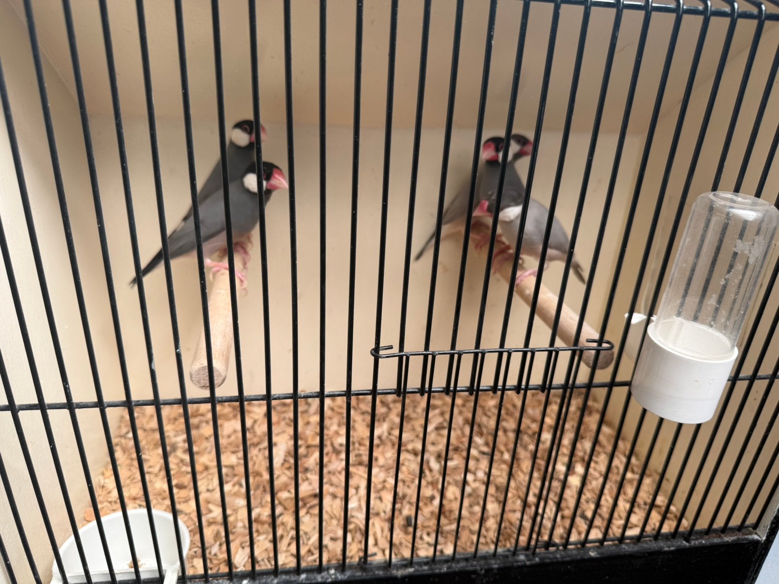 5 super mooie rijstvogels, Dieren en Toebehoren, Meerdere dieren