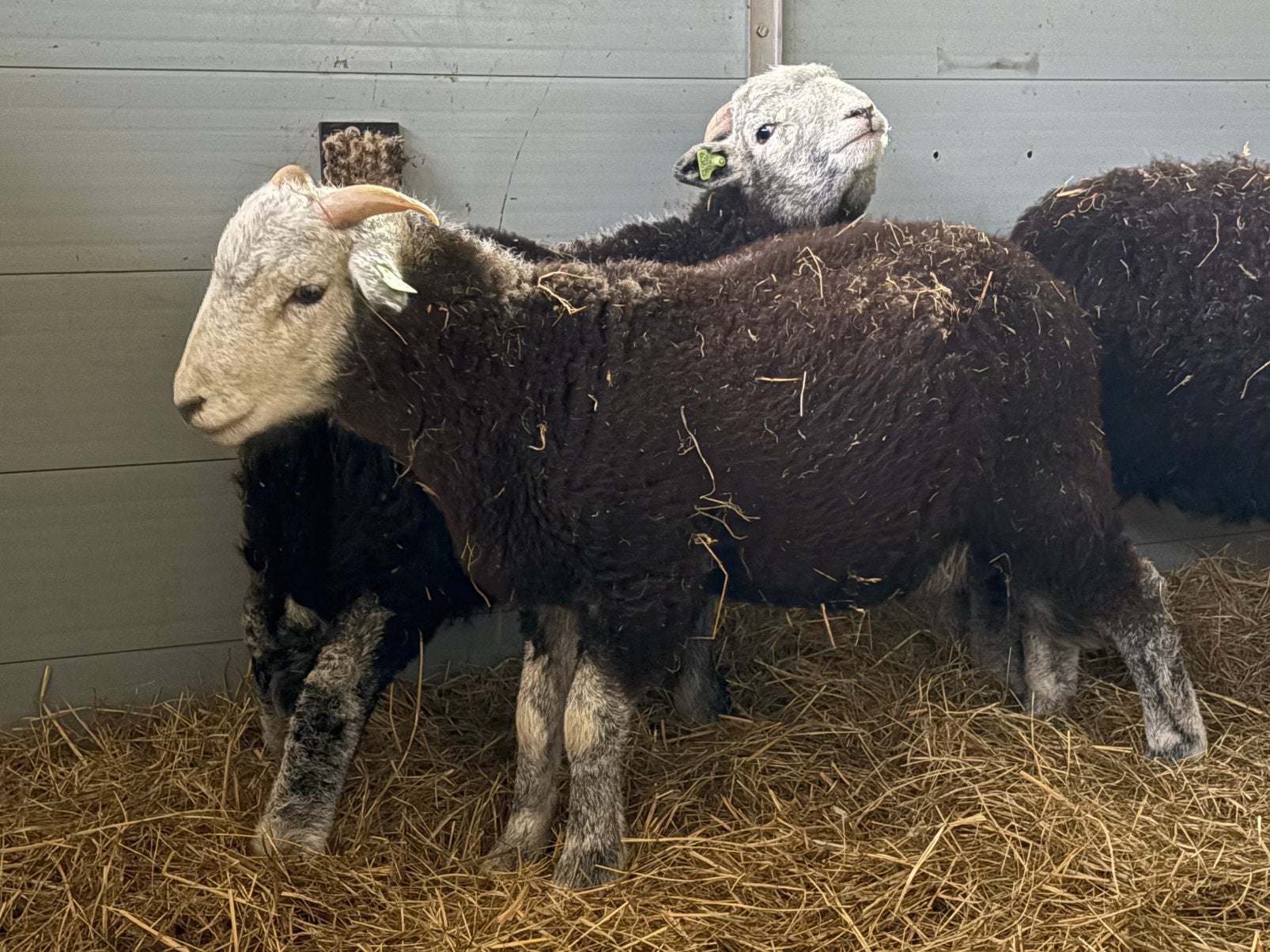 Goed gebouwde jonge Herdwick ram, zwoegervrij en stamboek, Dieren en Toebehoren, Schapen, Geiten en Varkens, Mannelijk, Schaap