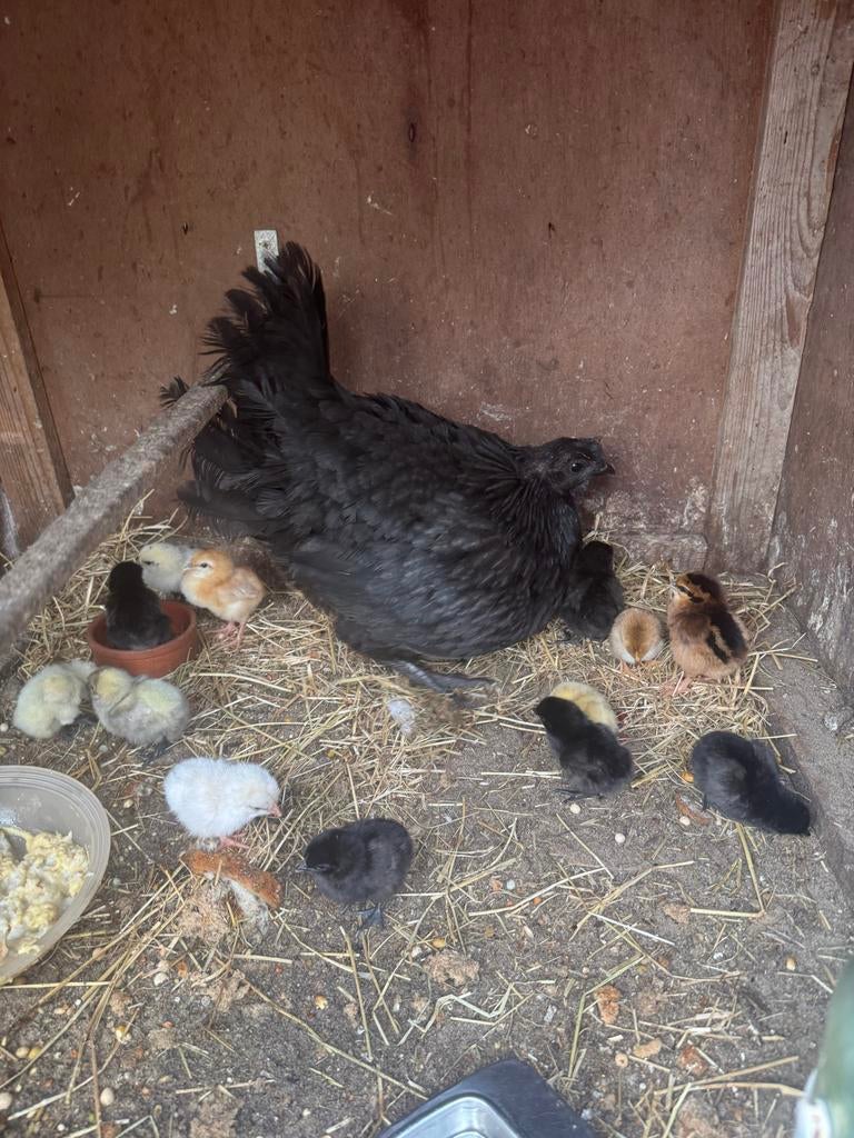 13 kuikens en een moederkip;, Dieren en Toebehoren, Pluimvee, Meerdere dieren, Kip