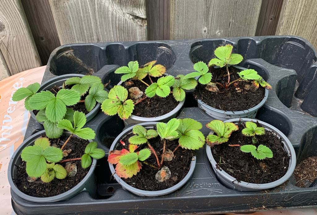 Te koop Witte Aardbeien, Ophalen, Overige soorten