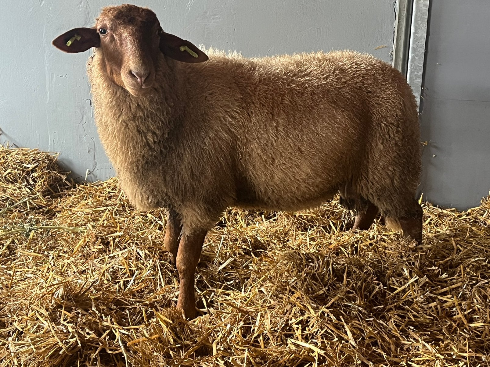 Coburger fuchs dekbok te koop, Mannelijk, Schaap, 0 tot 2 jaar