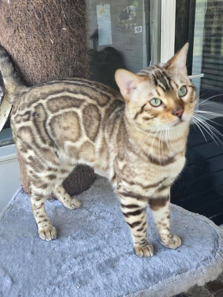 ️Seal mink bengaal dek kater ( ter dekking beschikbaar )