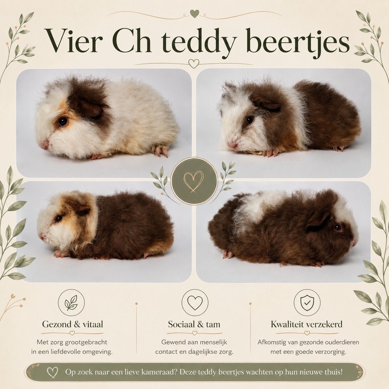Vier jonge Ch teddy beertjes - choco/creme/wit, Dieren en Toebehoren, Knaagdieren, Cavia, Juli, Meerdere dieren, Tam