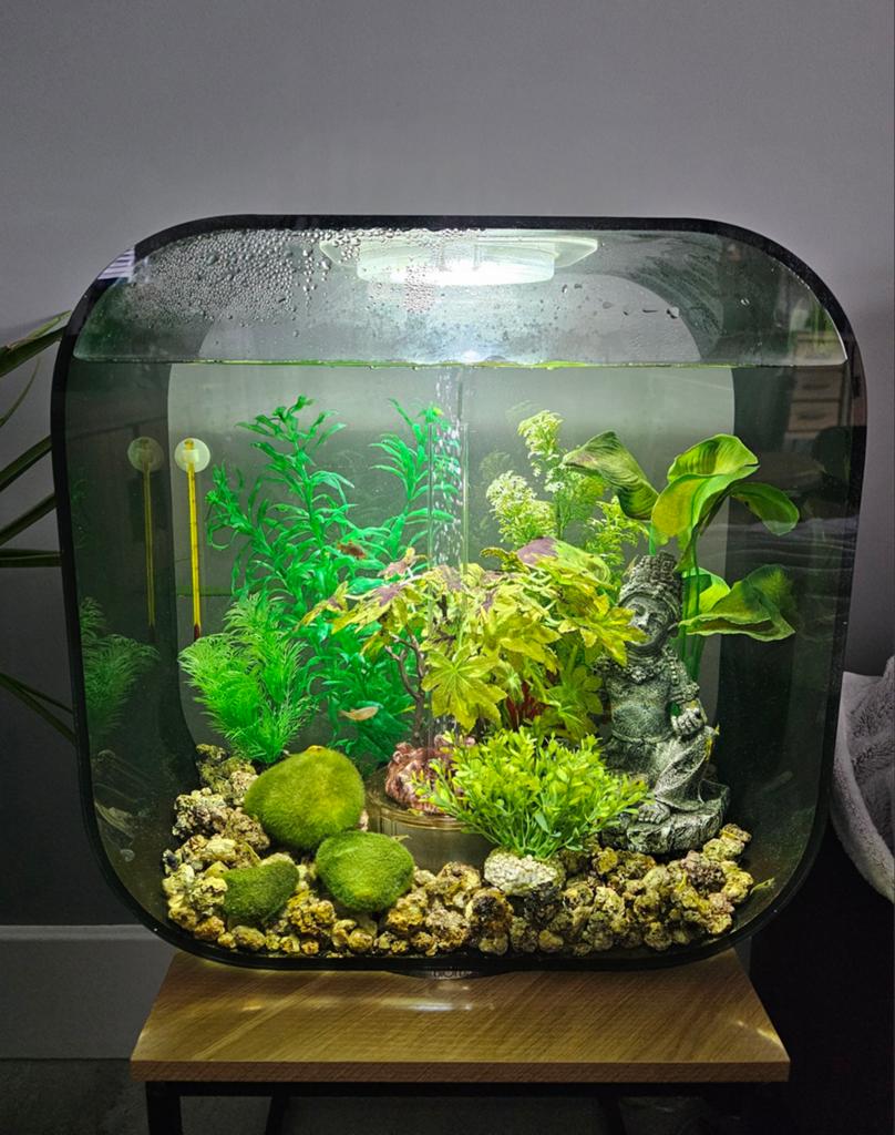 Biorb life 30 mcr zgan compleet aquarium, Dieren en Toebehoren, Vissen | Aquaria en Toebehoren, Ophalen, Inclusief vissen, Zo goed als nieuw