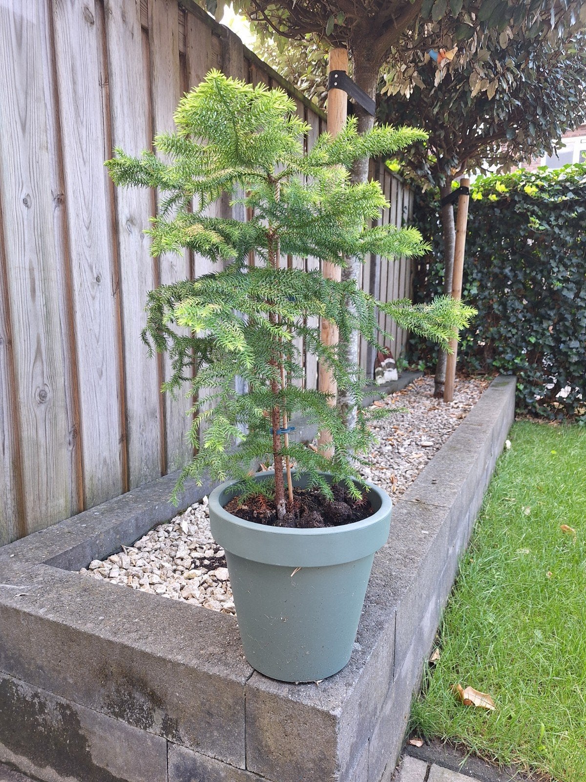 kamerden (Araucaria heterophylla), Tuin en Terras, Planten | Bomen, Ophalen, Bloeit niet, Overige soorten, Minder dan 100 cm
