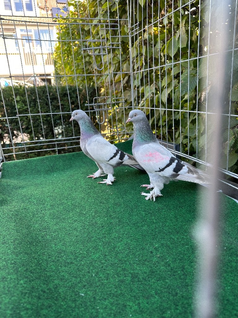 Takla Duiven, Meerdere dieren, Tuimelaar of Roller