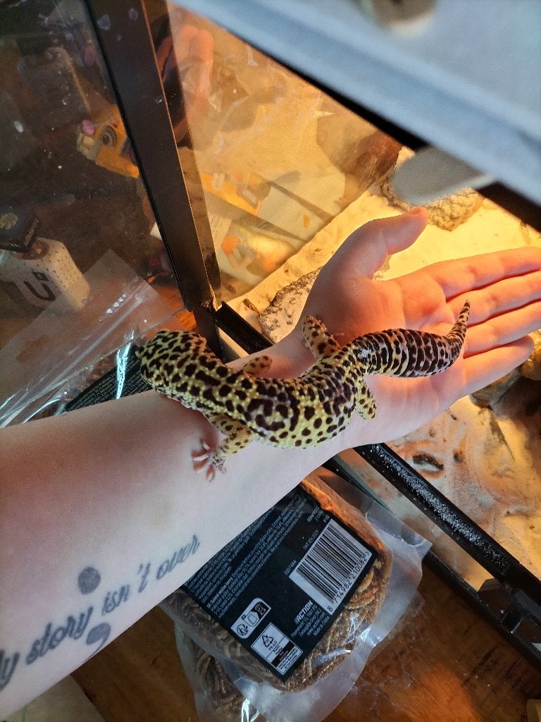 Luipaard gekko met terrarium
