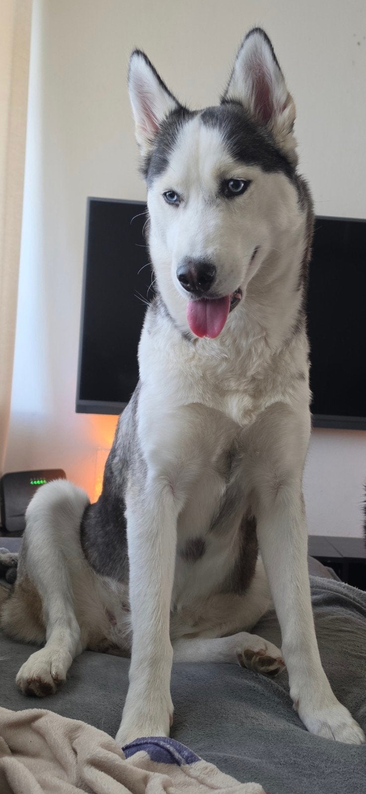 Super lief husky teefje zoekt beter huisje!, Dieren en Toebehoren, Honden | Poolhonden, Keeshonden en Oertypen, 1 tot 2 jaar, Teef