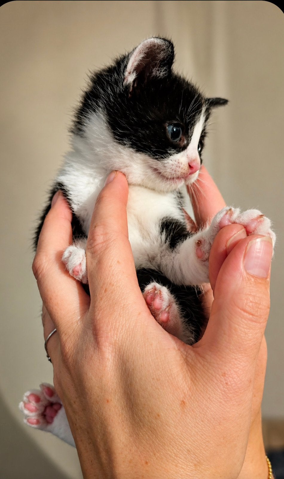 Kittens  mogen nest verlaten, Dieren en Toebehoren, Katten en Kittens | Overige Katten