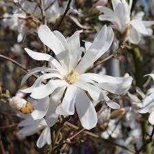 Mooie Magnolia 'Stellata' (Beverboom) in pot!, Ophalen, Overige soorten, 100 tot 250 cm