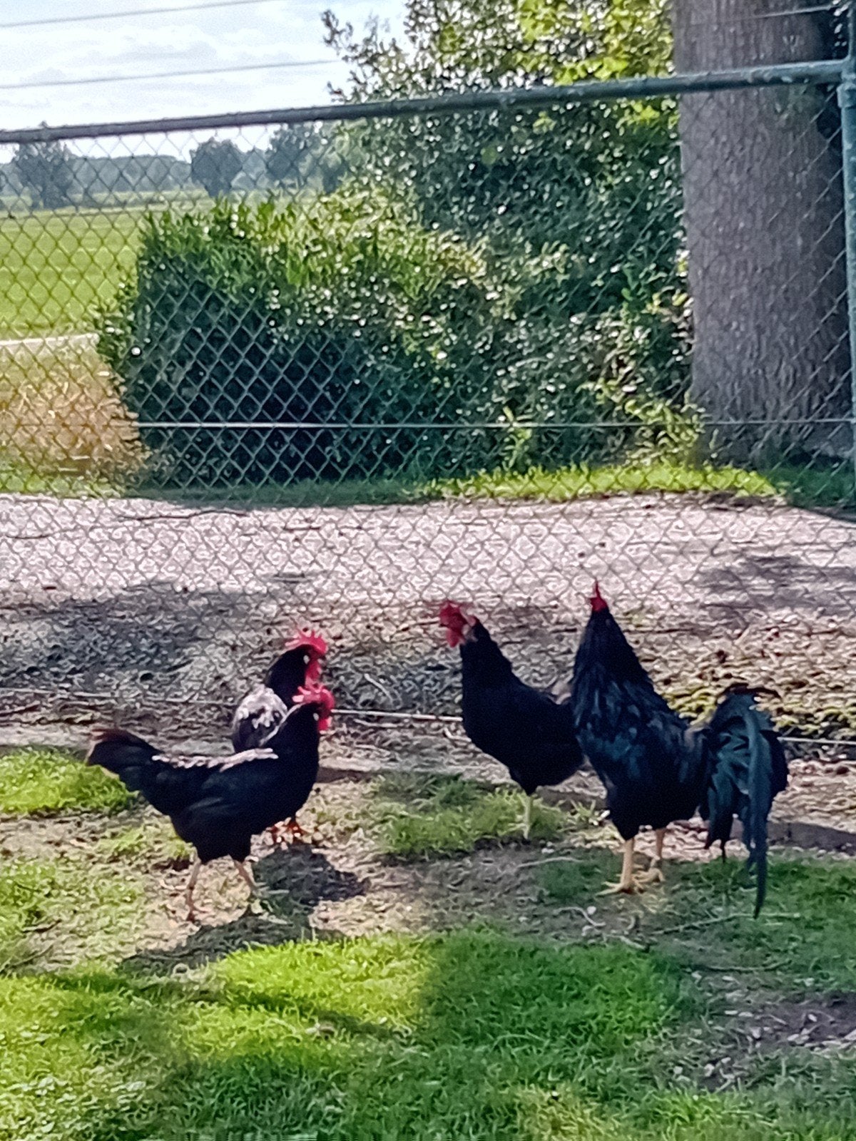 zwarte leghorn, Dieren en Toebehoren, Meerdere dieren, Kip
