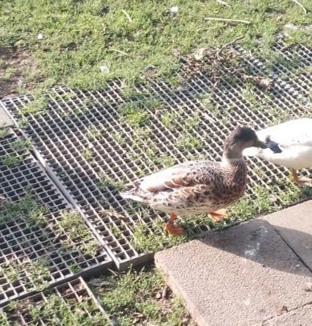 Koppel meeskleurige kwakers te koop, Meerdere dieren, Eend