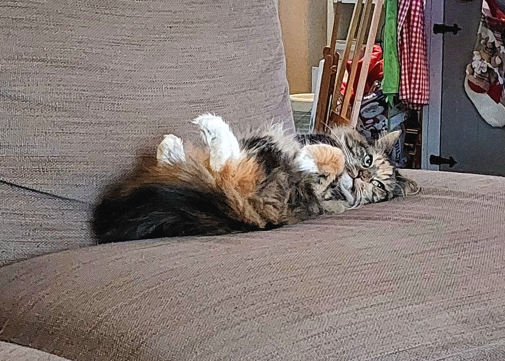 Lieve poes zoekt nieuw liefdevol huisje., Dieren en Toebehoren, Katten en Kittens | Raskatten | Langhaar, Poes, Gechipt