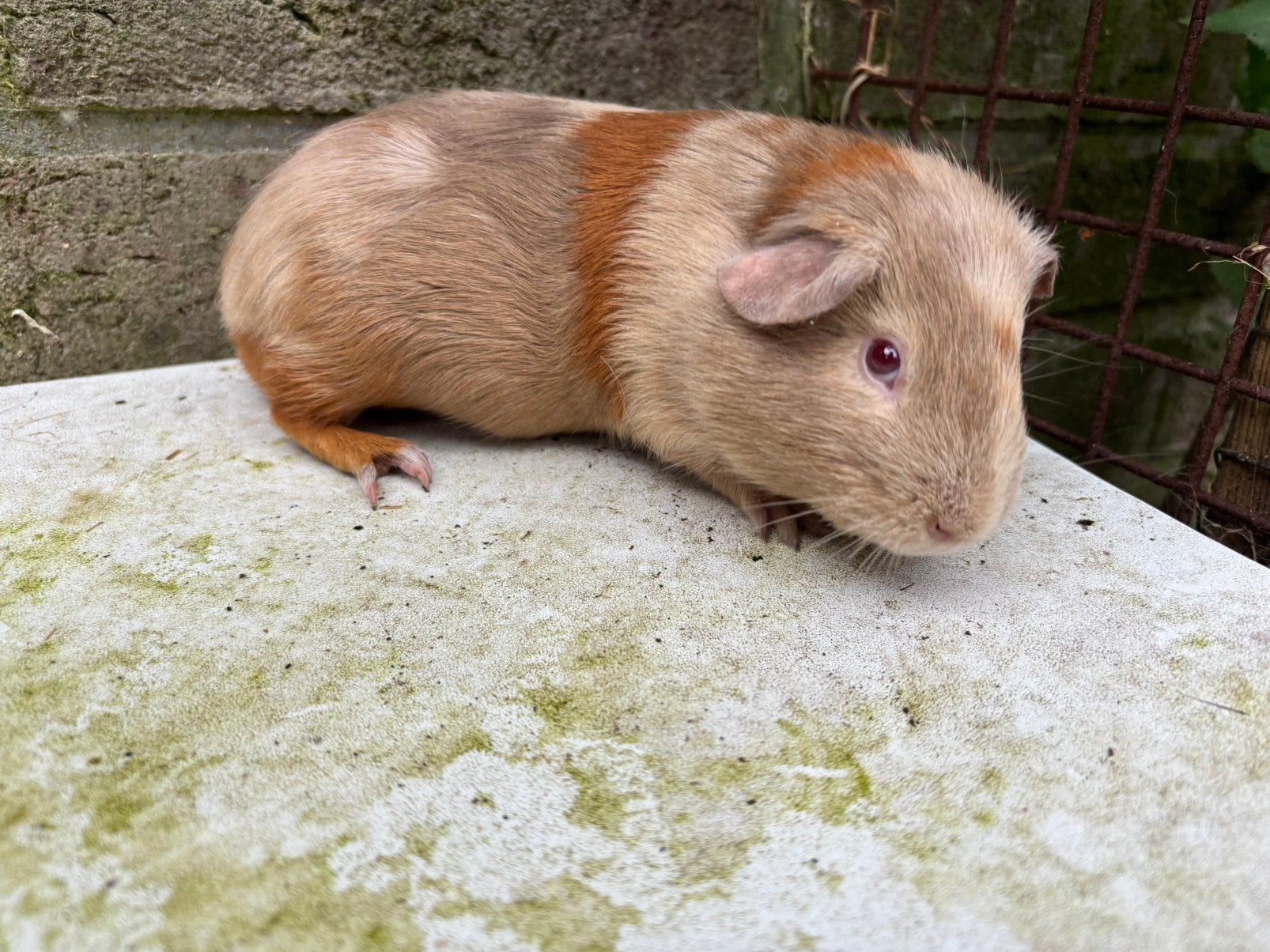 Cavia beertje, Dieren en Toebehoren, Knaagdieren, Januari, Mannelijk, Cavia
