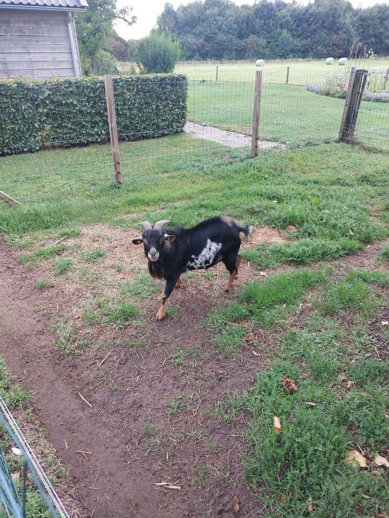 Te koop geitenbok, Dieren en Toebehoren, Mannelijk, Geit
